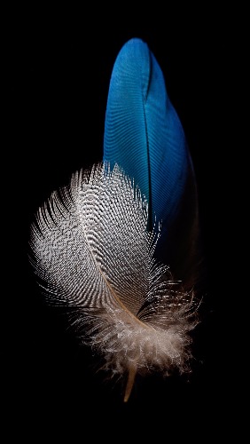 Picture_24_Feather.jpg