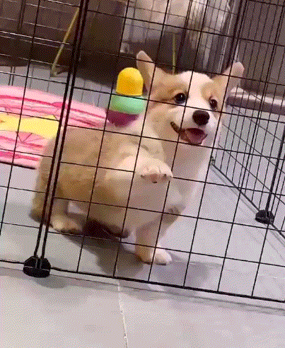 Video_20200401_101815_505.gif