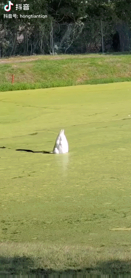 Video_20210914_115317_694.gif