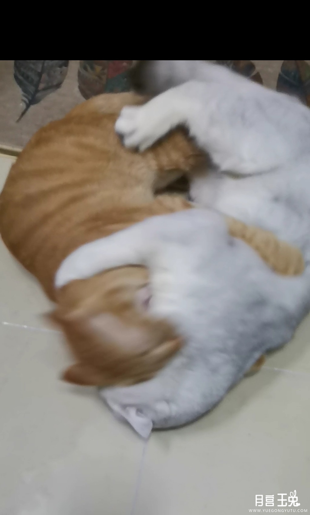 Screenshot_20220131_232331_com.huawei.himovie_edit_60657113918867.jpg