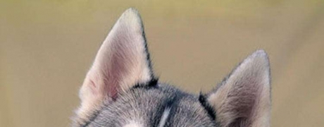 二哈（2020年3月1日19:00开奖）