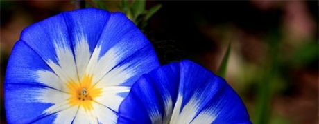 失格偶像的三部剧哪部会先开播